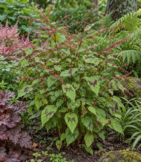 Persicaria filiformis ‘Lance Corporal’